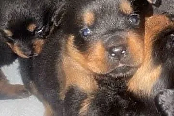 Rottwailer szczeniaczki, Małopolskie, Łękawica