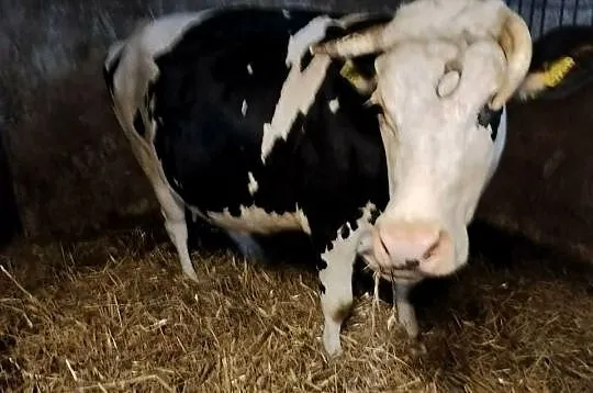 Krowy na ucieleniu, Lubelskie, Chłaniów