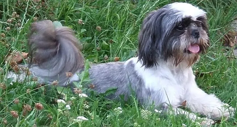 Shih Tzu zaprasza :)