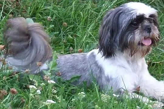 Shih Tzu zaprasza :)