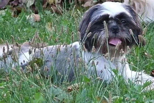 Shih Tzu zaprasza :)