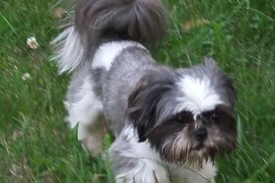 Shih Tzu zaprasza :)