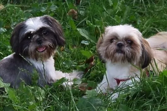 Shih Tzu zaprasza :)