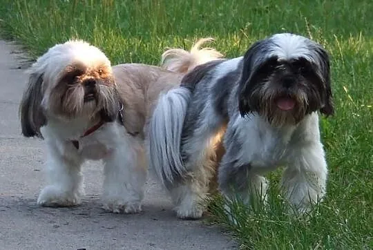 Shih Tzu zaprasza :)