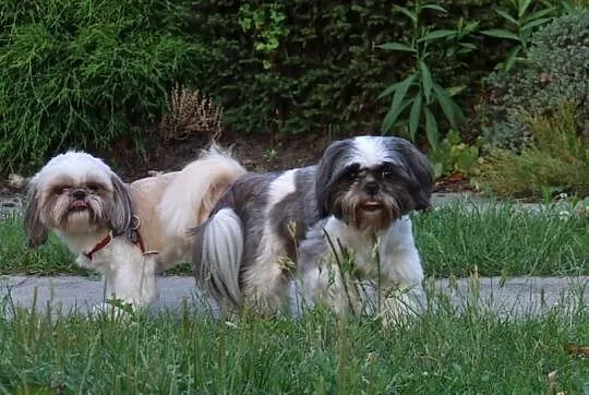 Shih Tzu zaprasza :)