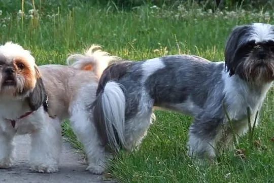 Shih Tzu zaprasza :)
