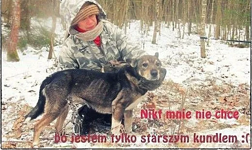 CZAKO pies którego musisz pokochać!, pomorskie Gd