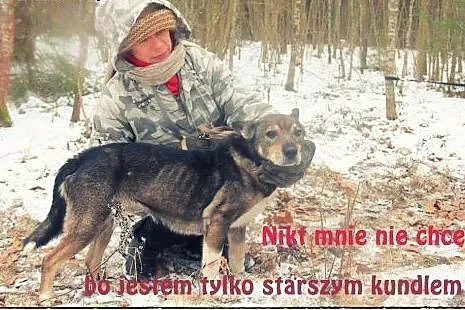 CZAKO pies którego musisz pokochać!,  pomorskie Gd