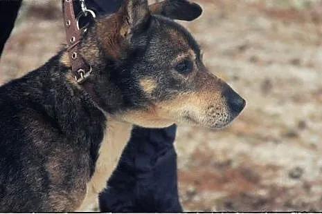 CZAKO pies którego musisz pokochać!,  pomorskie Gd
