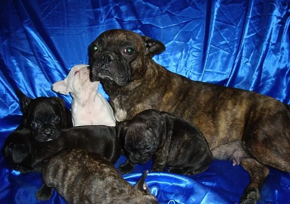 Buldogi Francuskie z niebieskim genem.