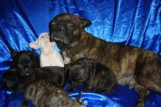 Buldogi Francuskie z niebieskim genem.