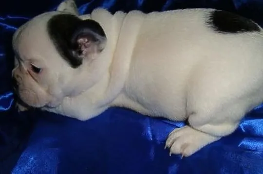 Buldogi Francuskie z niebieskim genem.
