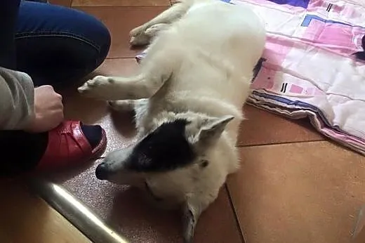 Łatka i Podymka szukają cudnego domu!,  Kundelki c
