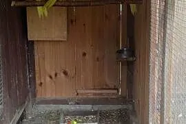Modrolotki i samce świergotki