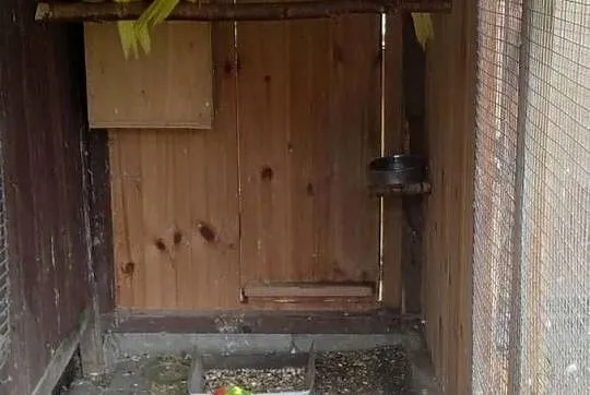 Modrolotki i samce świergotki, Pomorskie, Kościerzyna