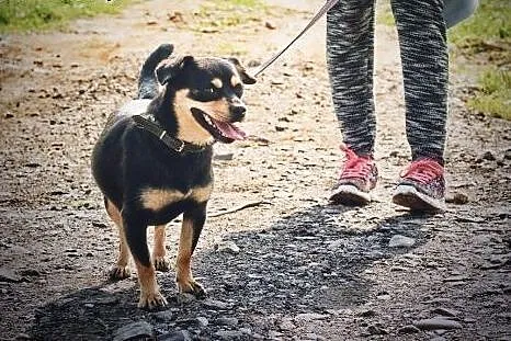 Pusia mała,kochana, idealna sunia!,  podkarpackie 