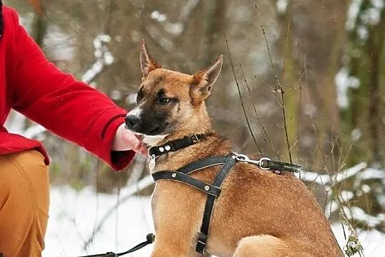Śliczna przyjacielska sunia poleca się do adopcji daj jej wspaniały domek, Małopolskie, Kraków