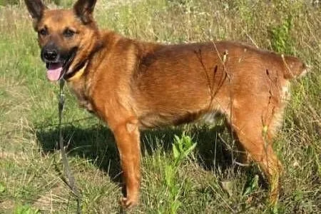 BUBU - piękny, wiecznie uśmiechnięty psiak szuka d