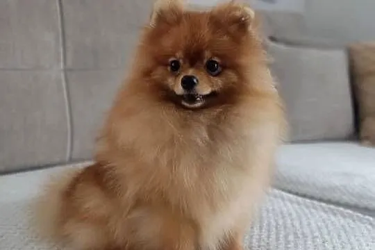Pomeranian