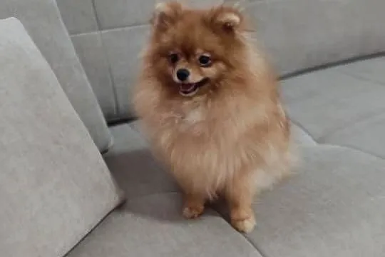 Pomeranian, Kujawsko-pomorskie, Rudunki
