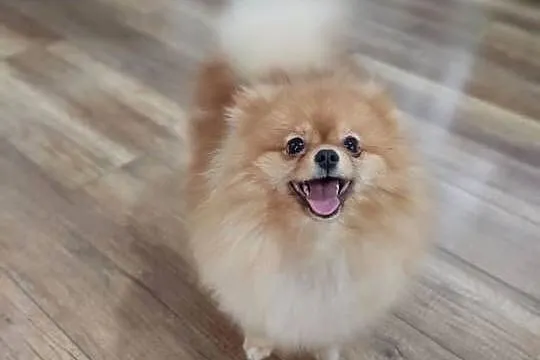 Pomeranian, Kujawsko-pomorskie, Rudunki