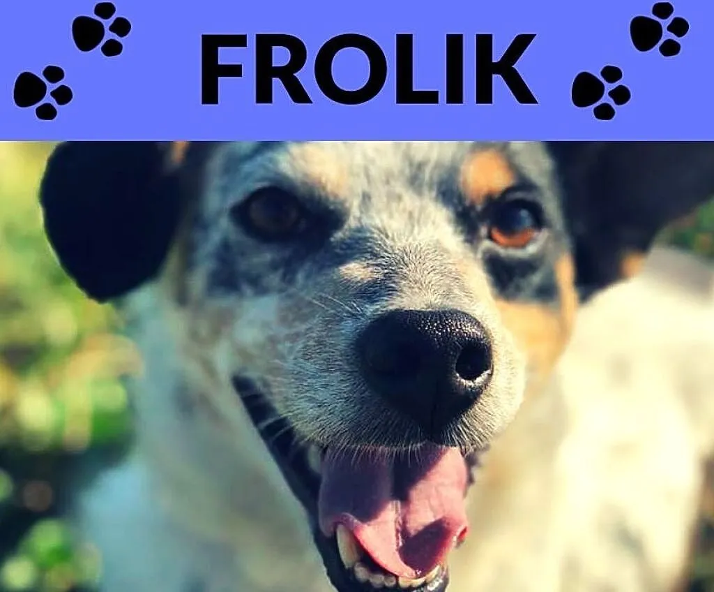 Frolik-2letni,wesoły,bardzo towarzyski,skory do zabaw,brykania,mądry pies, ADOPCJA, Małopolskie, Kraków