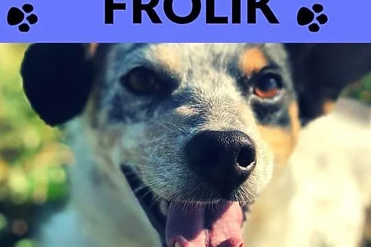 Frolik-2letni,wesoły,bardzo towarzyski,skory do zabaw,brykania,mądry pies, ADOPCJA, Małopolskie, Kraków