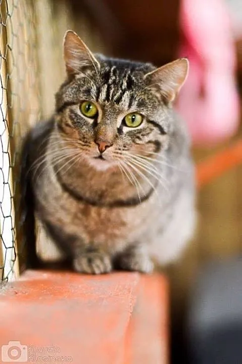Grzeczny kanapowiec Szczękuś, KOCUR ADOPCJA