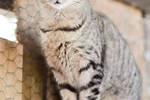 Grzeczny kanapowiec Szczękuś, KOCUR ADOPCJA