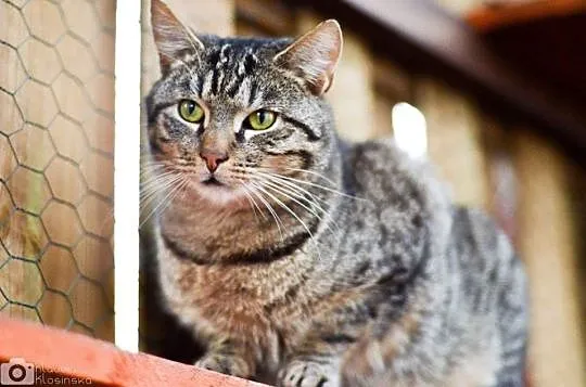 Grzeczny kanapowiec Szczękuś, KOCUR ADOPCJA