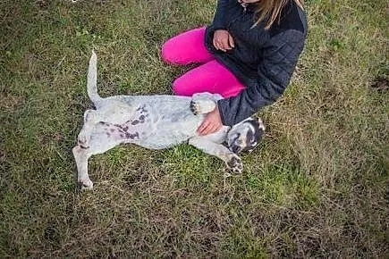 Cudowna 5 miesięczna Zosia SZCZENIAK w kropki szuk