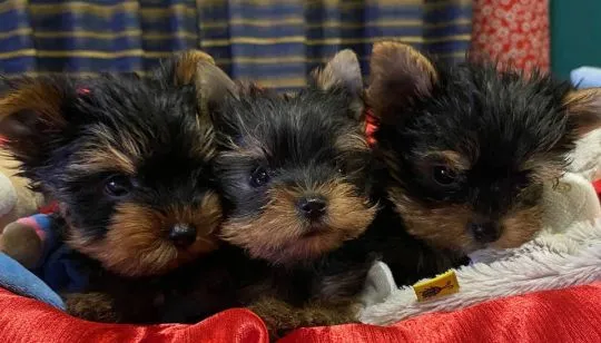 Piękne szczenięta Yorkshire Terrier do adopcji.  E-mail w celu aktualizacji: {{amandinelisa01@gmail.