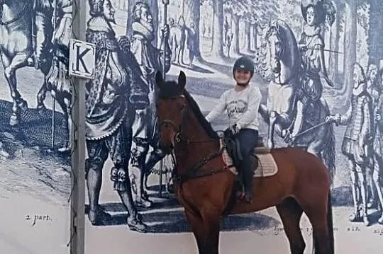 10 letni wałach rasy bawarskiej, , 
