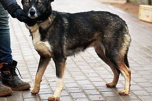 JAMAJKA wyjatkowej urody, młoda, zagubiona sunia b