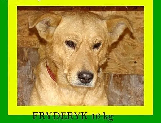 16kg,przytulaśny,kontaktowy,tolerancyjny,pies FRYD