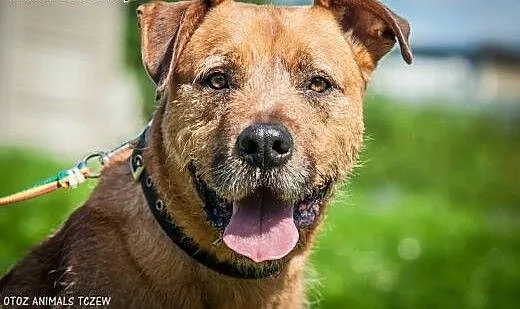 OTOZ Animals - Bono - fajny, masywny psiak o wesoł