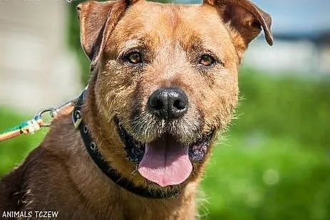 OTOZ Animals - Bono - fajny, masywny psiak o wesoł