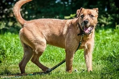 OTOZ Animals - Bono - fajny, masywny psiak o wesoł