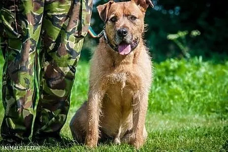 OTOZ Animals - Bono - fajny, masywny psiak o wesoł
