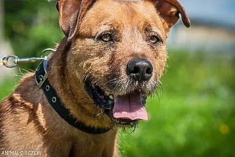 OTOZ Animals - Bono - fajny, masywny psiak o wesoł