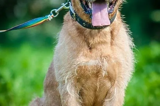 OTOZ Animals - Bono - fajny, masywny psiak o wesoł