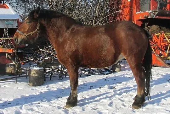 Zgrabna czterolatka