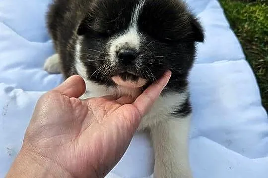 Akita inu, Małopolskie, Stare Żukowice