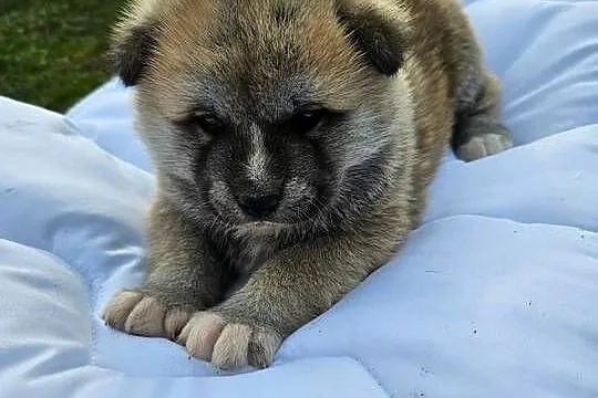 Akita inu, Małopolskie, Stare Żukowice