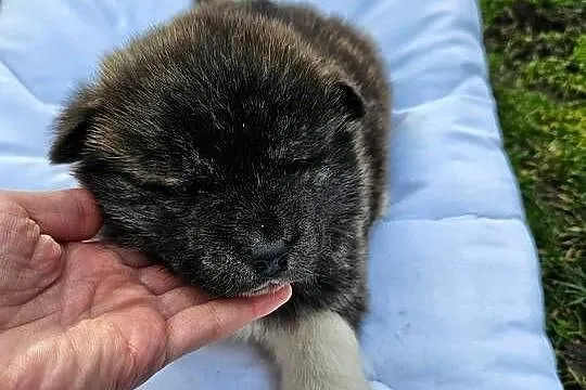 Akita inu, Małopolskie, Stare Żukowice