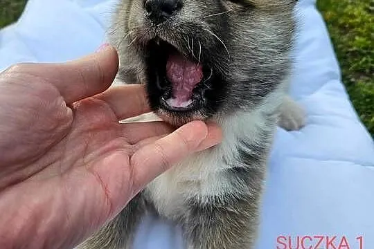 Akita inu, Małopolskie, Stare Żukowice