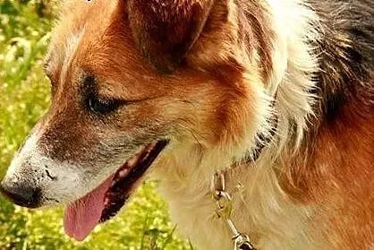 Dyzio nie najmłodszy piesek potrzebuje domku gdzie zazna szczęścia,  Kundelki cała Polska