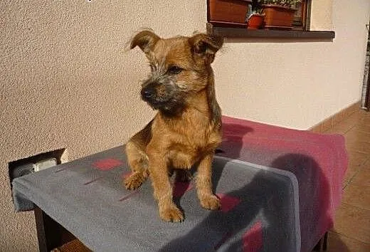 Kajus-malutki 4-5 miesieczny szczeniaczek,adopcja!