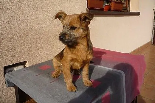 Kajus-malutki 4-5 miesieczny szczeniaczek,adopcja!