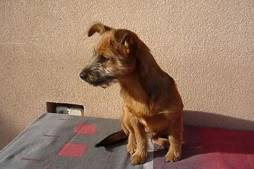 Kajus-malutki 4-5 miesieczny szczeniaczek,adopcja!